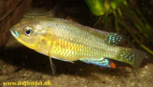 Another image of the dominant male.
