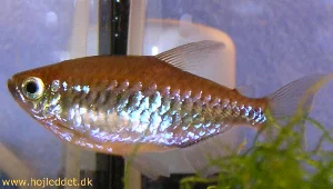 Close-up of a female.