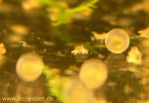 The first time I set up a pair of Congo Tetras for breeding, they laid no less than 12 eggs!
