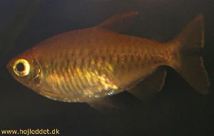 The Congo Tetra is not easy to photograph - here is one of my first close-ups.