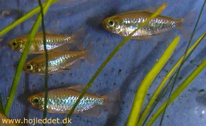 The Congo Tetra is a schooling fish and stays close together most of the time.