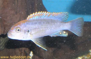 Male Pseudotropheus sp. "perspicax orange cap" showing the distinct forehead color.