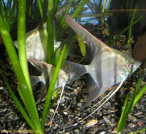 A new picture of 3 of my Rio Manacapuru or "Red shoulder" angelfish. On one, you can faintly see the hint of the red that gives this fish the nickname "red shoulder". 
