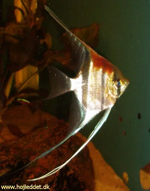 A picture of my largest "Red shoulder" angelfish. The picture was taken on January 4, 2005, with a Pentax S5i. 
