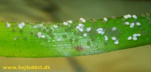 My first attempt with artificial hatching of "Red shoulder" angelfish eggs. Spawning took place around 7 PM on December 13, 2005, and the picture was taken at 9:30 PM on December 15.
