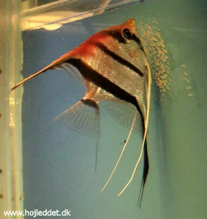 Red back angelfish female with eggs.
