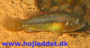 En ung han fra det andet kuld, der er ved at udfarve.