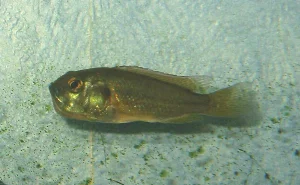 En af mine unger, der allerede går med æg.