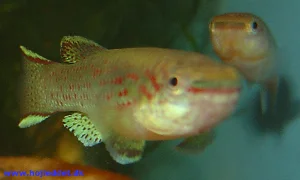 A pair of the "Akure" strain among the aquarium plants.