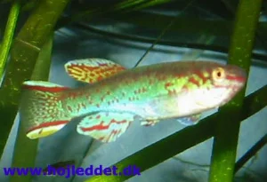 Close-up of the dominant male.