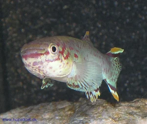 The male seen from the front.
