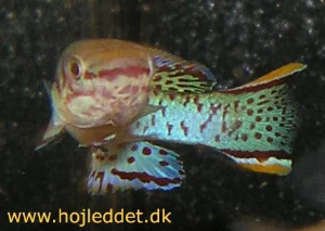 The male from the front again - notice the beautiful tail.