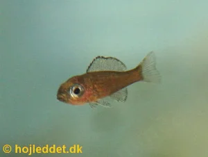 En af mine få unger fra det første kuld.