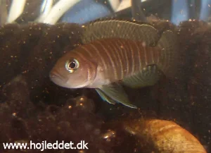 The male grows significantly larger than the females.