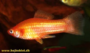 En ung Sværddrager han med begyndende udvikling af sværdet.
