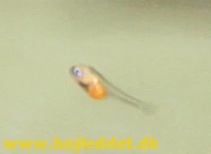 13 days old Red back scalare fry.
