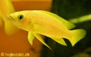 The colors on the leleupi are too sharp and vivid for Paintshop - it gets confused and cannot uptimize the picture.