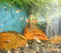 Poecilia reticulata (Guppy, Millionfisk)