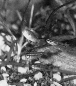 Pseudocrenilabrus multicolor (Lille mundruger, Ægyptisk mundruger)