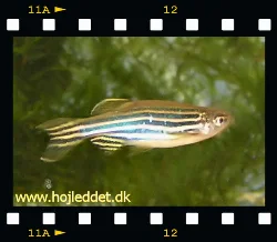 Danio rerio (Zebrafish, Zebra Danio)