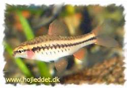 Puntius titteya (Cherry barb)