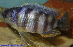 Protomelas sp. "steveni taiwan"