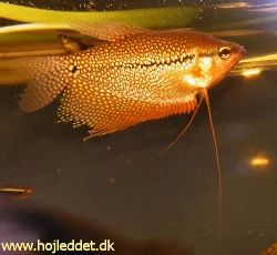 Trichogaster leerii (Pearl gourami)