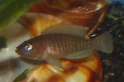 Neolamprologus multifasciatus