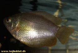 Trichogaster lalia (Dwarf Gourami)